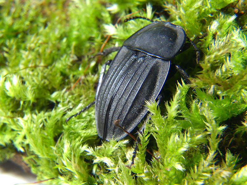 Silpha sp.